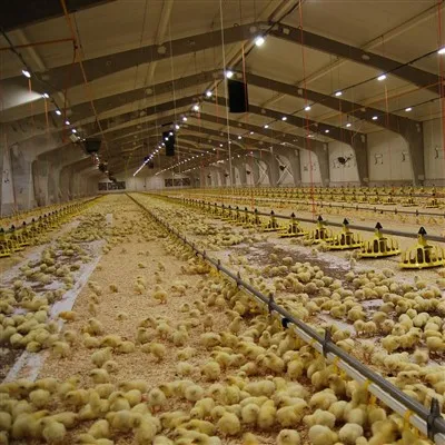 Ferme avicole moderne