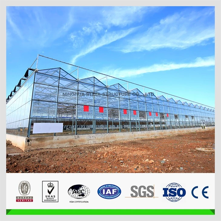 Steel Structure Vegetable Greenhouse
